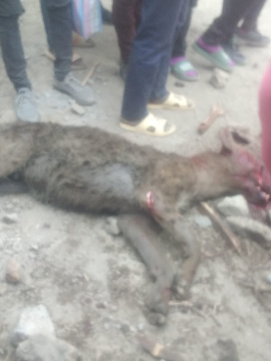 Hyena Killed in Mlolongo: Locals Call for Action as Safety Concerns Rise